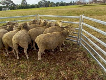 Composite Ewes in Lamb x 14