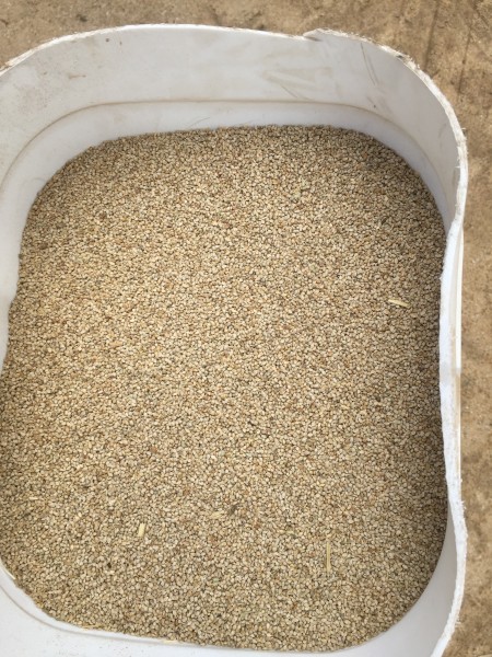 Shoroie Millet
