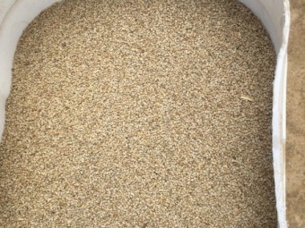 Shoroie Millet