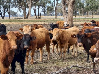 Mixed breed Beef Cattle Heifers x 50