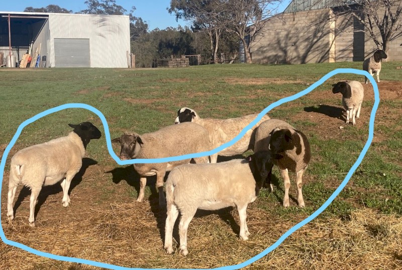 4 Dorper Ewe lambs, 