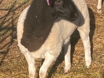 4 Dorper Ewe lambs, 