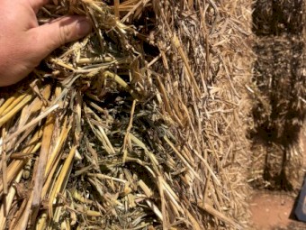 Oaten Vetch Hay 8x4x3 Bales