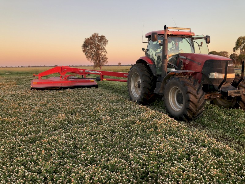 Pure Balansa Clover small square bales