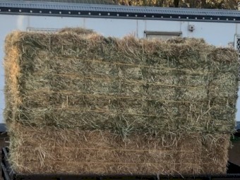 Lucerne Ryegrass Mix Small Square Bales