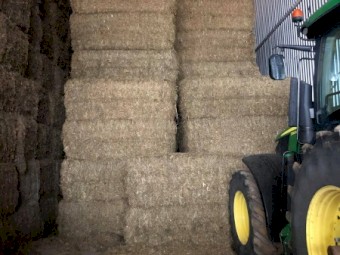 Vetch Hay