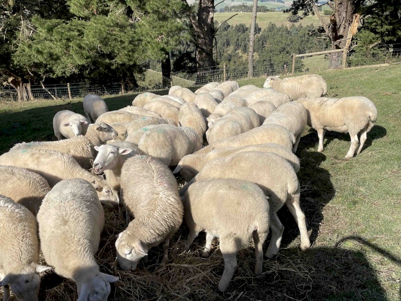 Shedding Sheep - Wiltipoll Commercial Breeding Ewes Available