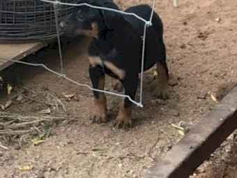 Kelpie pups