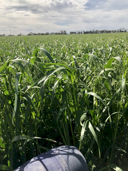 Oaten / Vetch Hay - No rain damage 