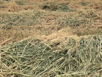Oaten Hay - 2019 Season " Under Offer"