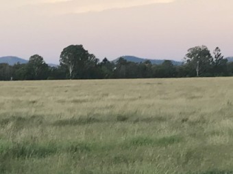 Rhodes Hay 4x4 Round Bales (Shedded $ 69including GST per bale)