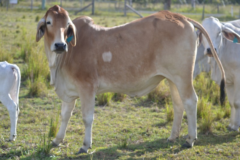 Pure breed Brahman heifers and cows