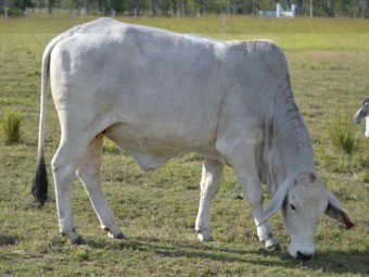 Pure breed Brahman heifers and cows