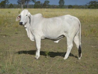 Pure breed Brahman heifers and cows