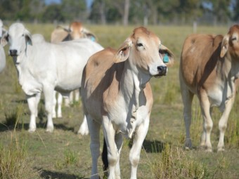 Pure breed Brahman heifers and cows