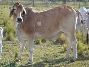 Pure breed Brahman heifers and cows
