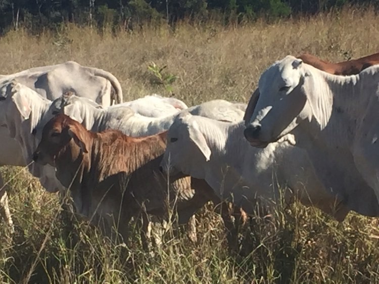11 Pure breed Brahman Cow and calf units 