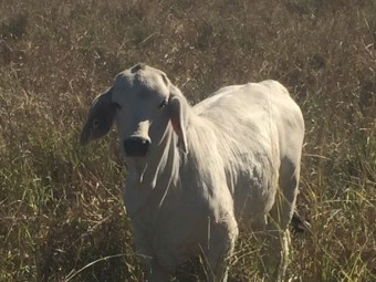 11 Pure breed Brahman Cow and calf units 