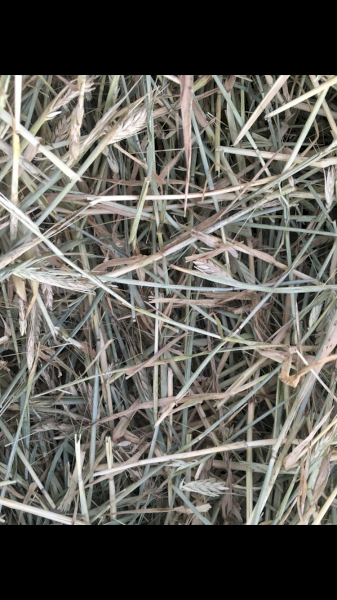 300mt Barley Hay 8x4x3 Bales
