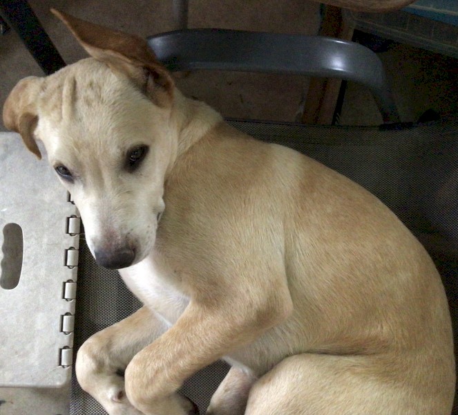Kelpie cross