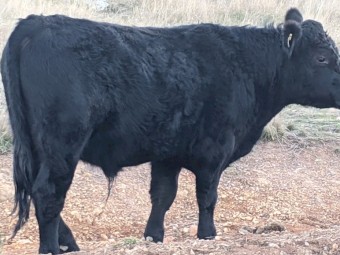 Angus Bull for sale