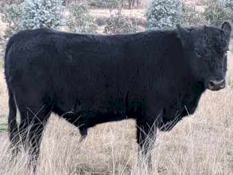 Angus Bull for sale