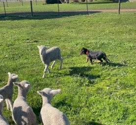 Kelpie Male Pup