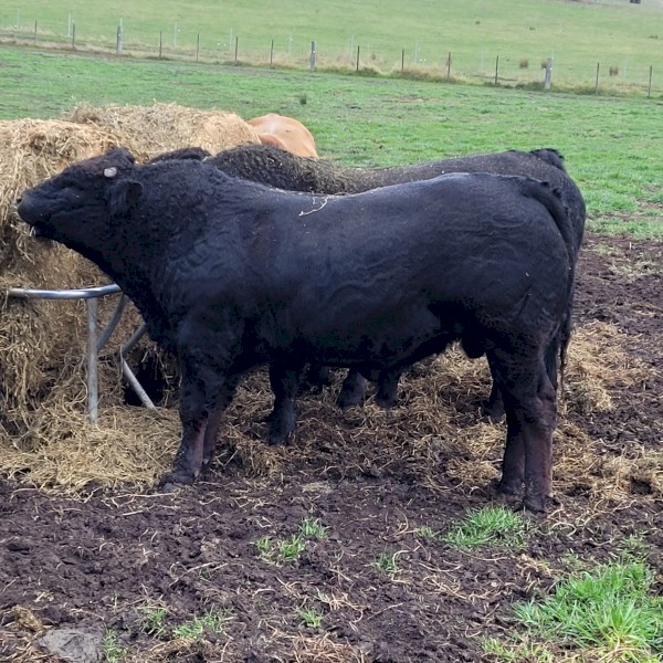 Black d'Aquitaine Bull