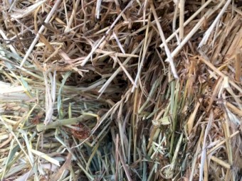 Clover Hay 400kg 8x4x3 Bales