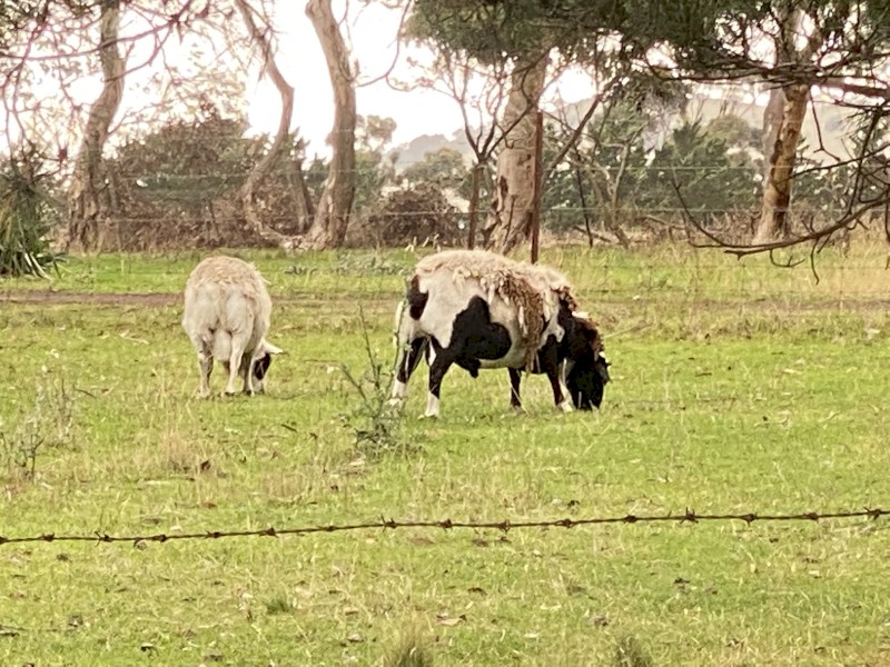 2 Dorper Rams