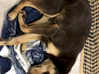 Kelpie pure bred