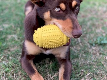 Kelpie pure bred