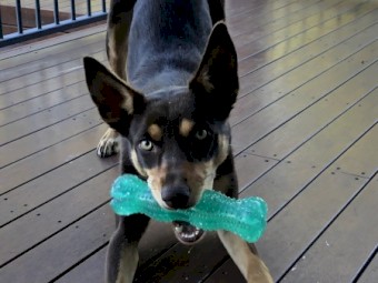 Kelpie pure bred