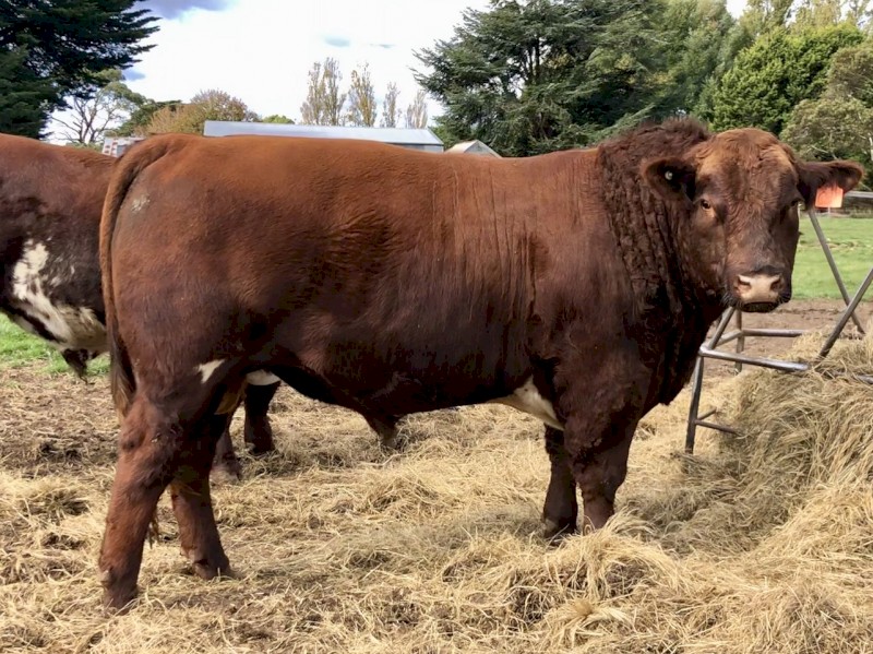 Shorthorn Bull For Sale
