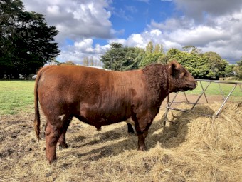 Shorthorn Bull For Sale