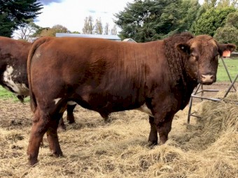 Shorthorn Bull For Sale