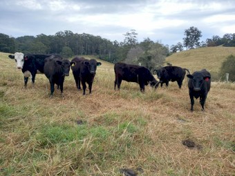 Angus & cross Angus 