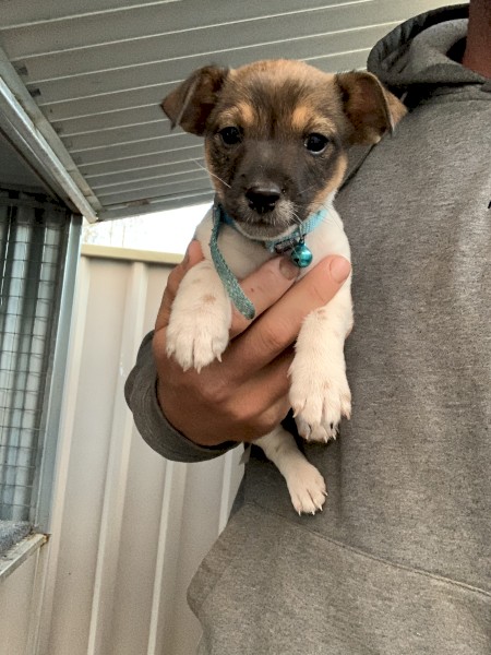 Jack Russell 