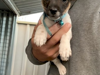 Jack Russell 