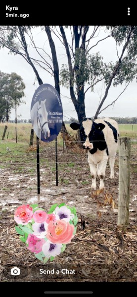 Friesian Steer