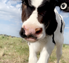 Friesian Steer