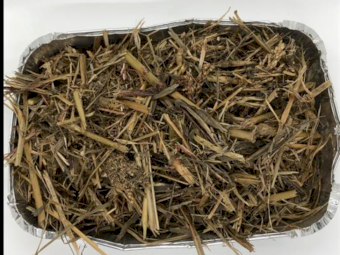 Sorghum Haylage