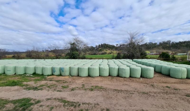 Lucerne Pasture Haylage