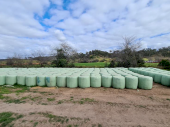 Lucerne Pasture Haylage
