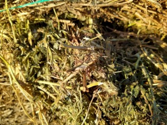 Vetch Hay wrapped for weather protection