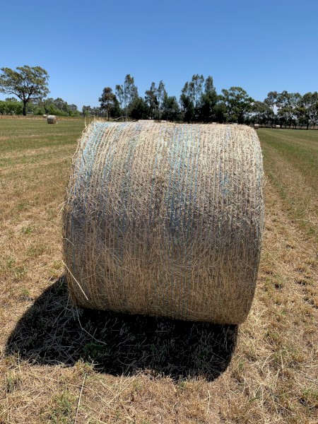 55 x Rye Hay 5x4 Round Bales