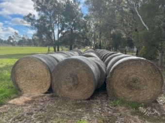 55 x Rye Hay 5x4 Round Bales