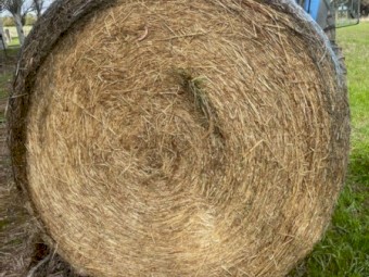 55 x Rye Hay 5x4 Round Bales