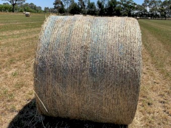 55 x Rye Hay 5x4 Round Bales