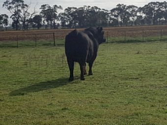 Low Birth Weight Alloura Angus Bull